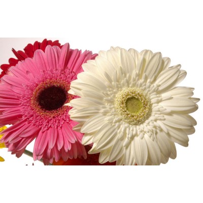 Gerbera Daisy