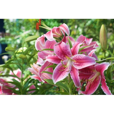 Stargazer Lily